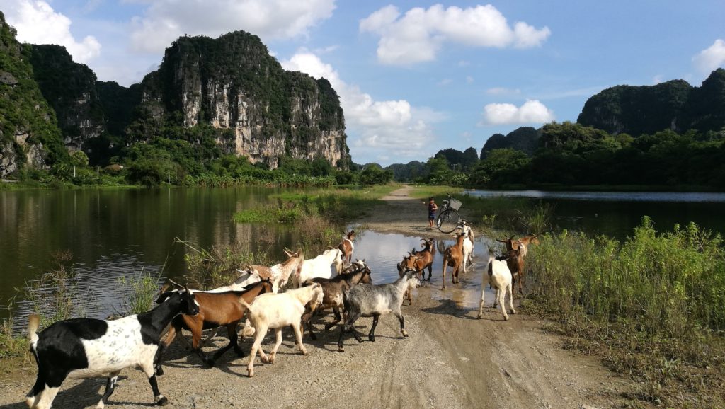 Goats in Ninh Binh