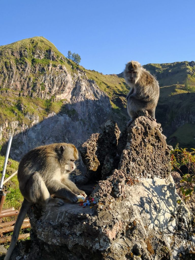 Monkey Mount Batur