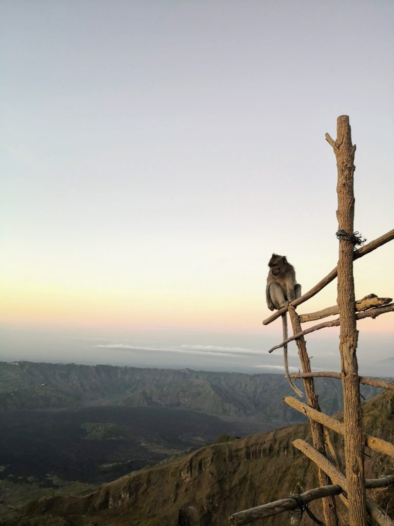 Monkey Mount Batur