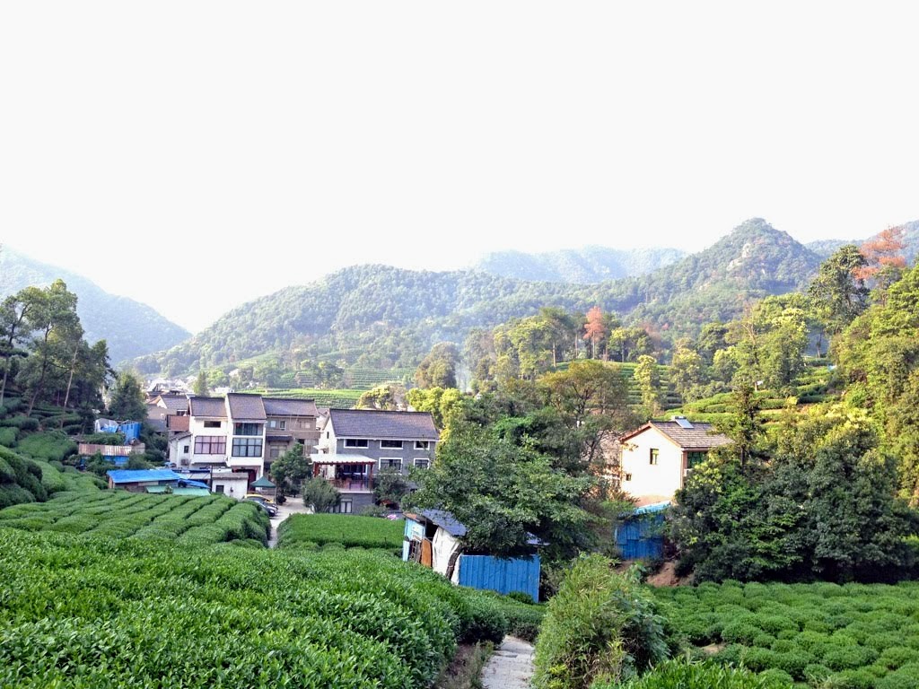 Meijiawucun - Longjing Tea